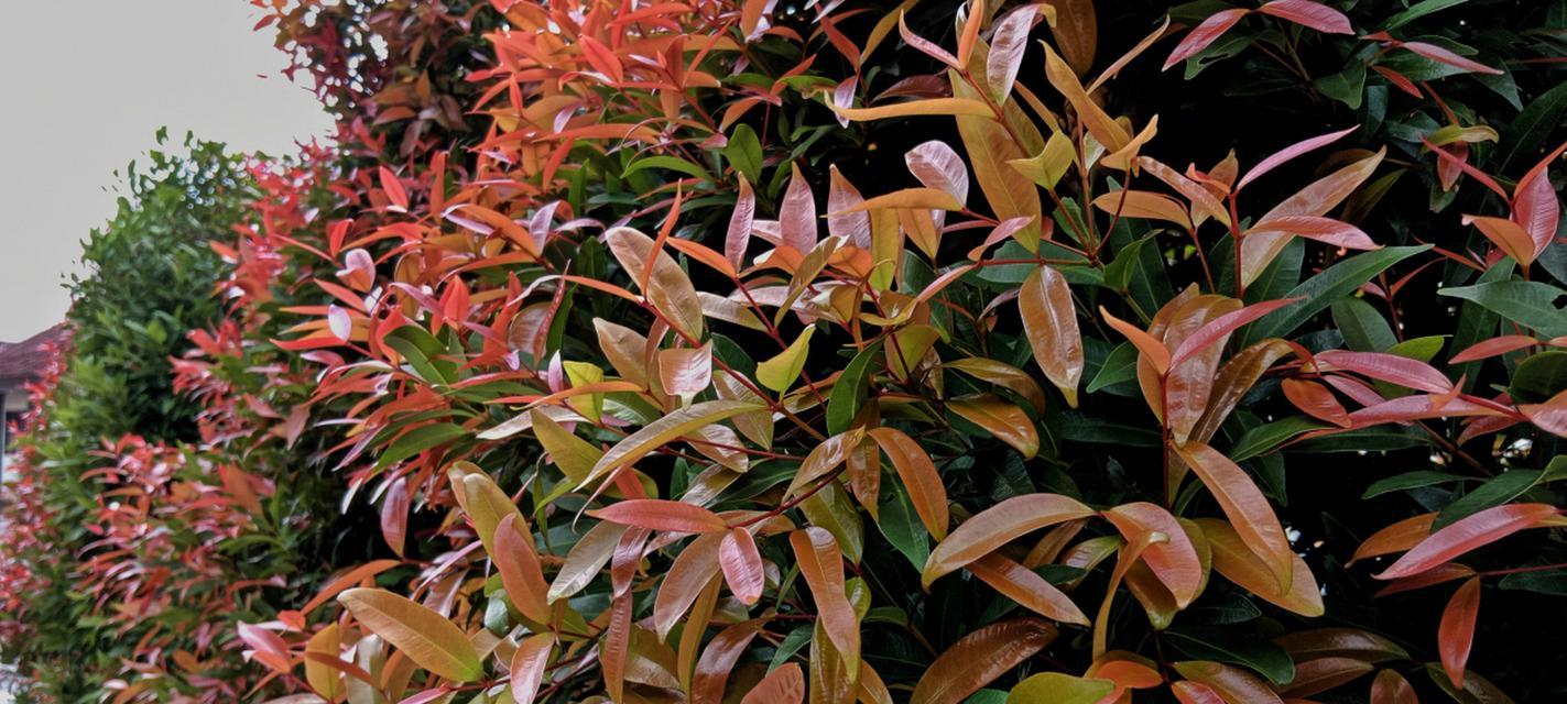 石楠盆景植物怎么养护？日常护理需要注意什么？