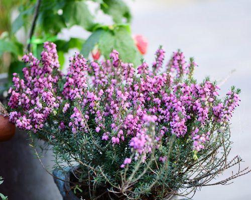 石楠盆景植物怎么养护？日常护理需要注意什么？