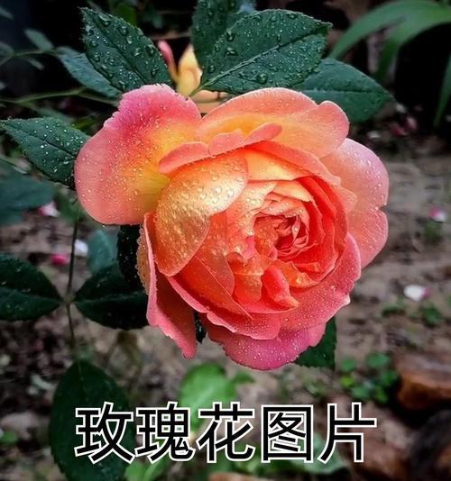 在中文里送玫瑰花的含义是什么？它传递了怎样的情感？