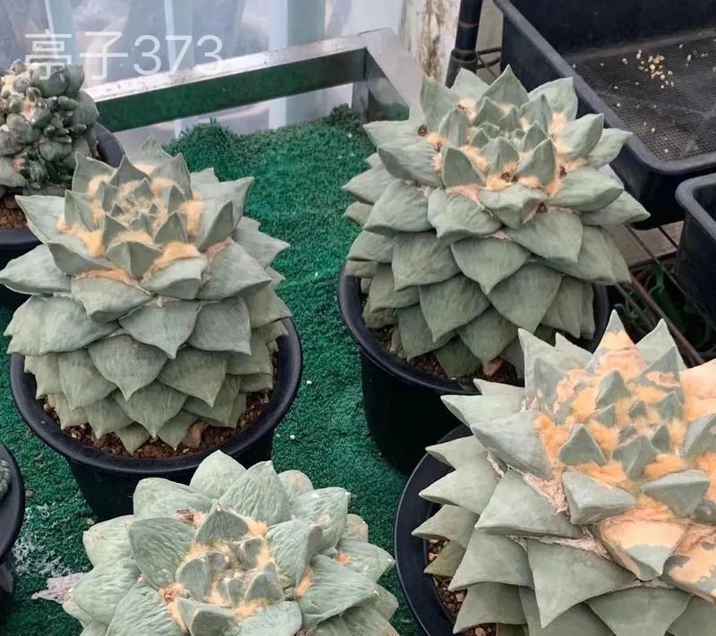 岩浆植物是什么？它有何特性？