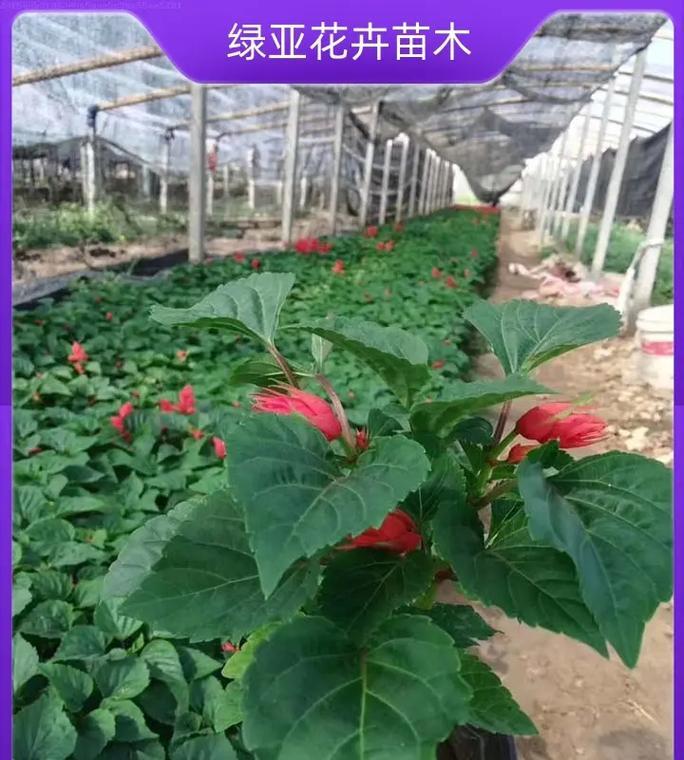 哪些花卉可以进行无性繁殖？绿色青春花卉的无性繁殖方法是什么？