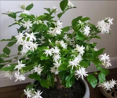 家养花卉名字有哪些寓意？如何选择？