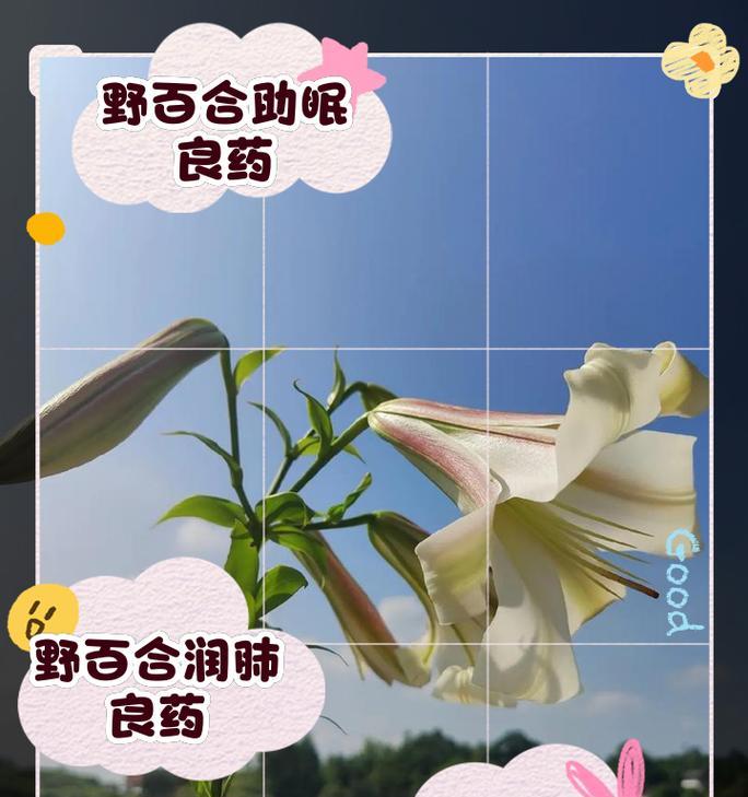 小百合在五行中代表什么？