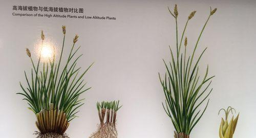 植物长高需要哪些组织？这些组织是如何工作的？