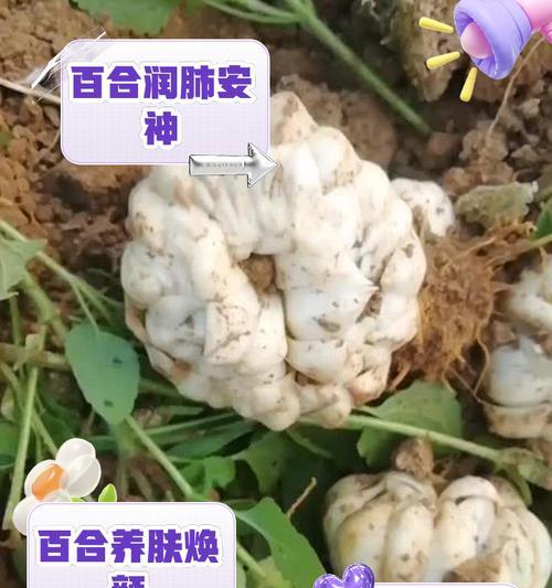 小百合在五行中代表什么？