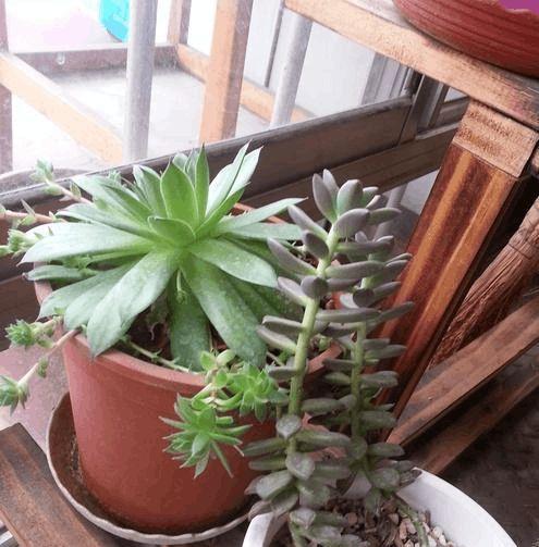 植物长高需要哪些组织？这些组织是如何工作的？