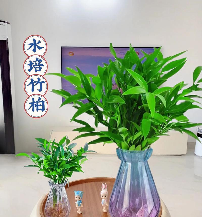 哪些植物适合水培？