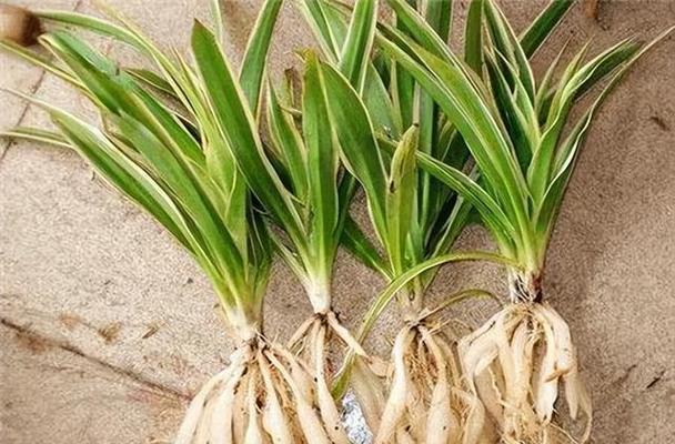 哪些植物适合水培？