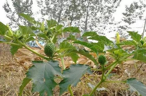 怎么收藏野外植物？收藏时应注意哪些事项？