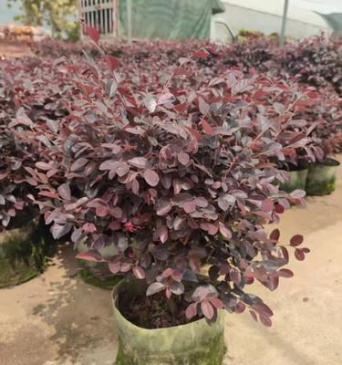 红花围栏树有哪些植物？如何选择合适的围栏植物？