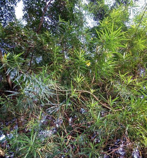 针形树叶的植物有哪些特性？