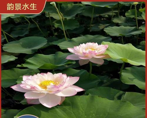 水生花卉有哪些观赏特性？它们如何美化水域环境？