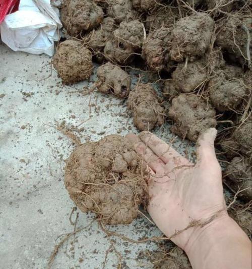 朱砂盆适合种植什么植物？朱砂盆的植物养护技巧是什么？