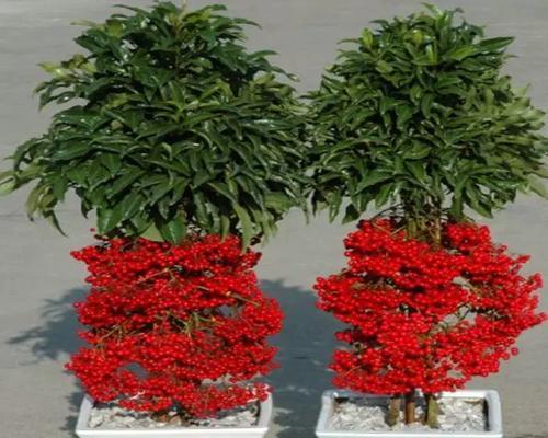 朱砂盆适合种植什么植物？朱砂盆的植物养护技巧是什么？