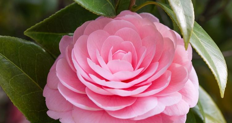 山茶花花语是什么？它在不同文化中的含义有何不同？