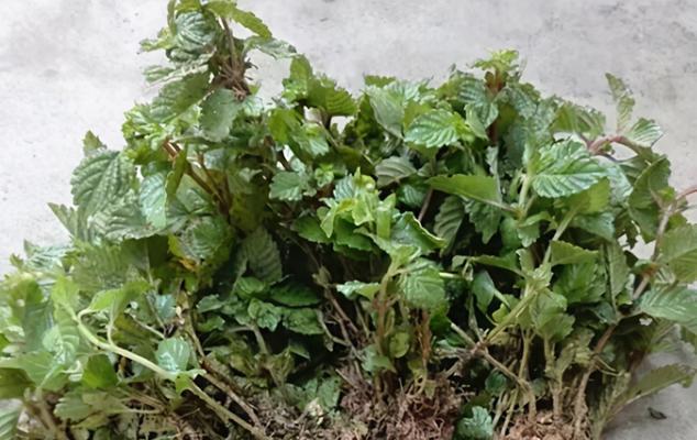 青皮草是什么植物？它有哪些用途和特性？