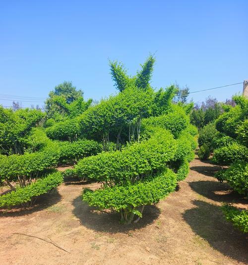 青皮草是什么植物？它有哪些用途和特性？