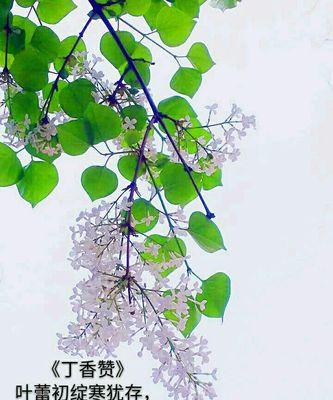 初绽百合花语是什么？送初绽百合代表什么情感？