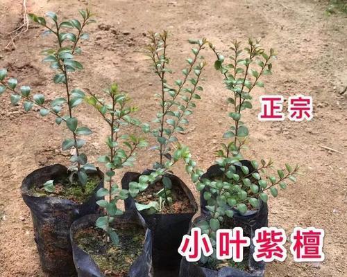 怎么培养小叶紫檀盆栽呢？小叶紫檀盆栽的养护技巧是什么？
