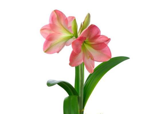 拒绝百合花有何含义？这种拒绝背后的心理是什么？