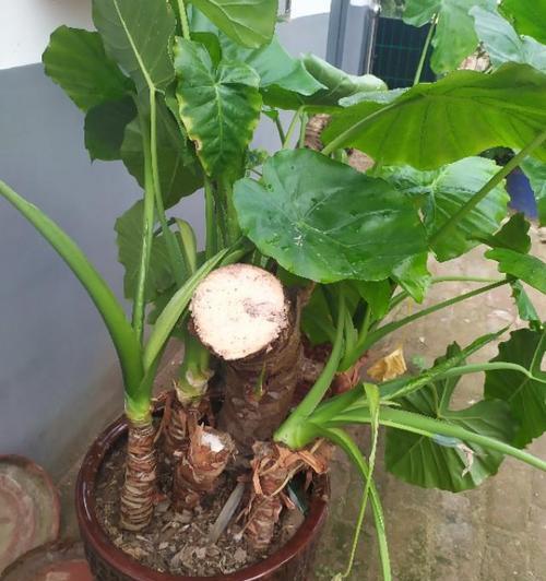 观音有毒植物怎么处理最好？有毒植物的处理方法有哪些？