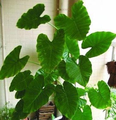 观音有毒植物怎么处理最好？有毒植物的处理方法有哪些？