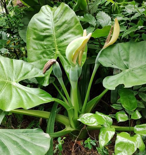 观音有毒植物怎么处理最好？有毒植物的处理方法有哪些？