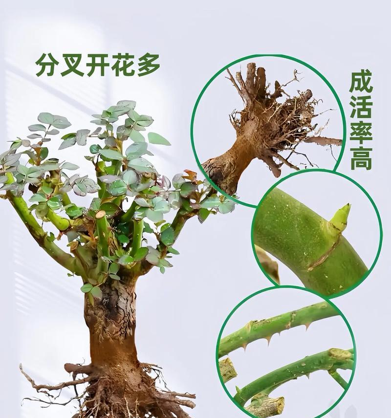 金钱变成玫瑰花有何寓意？这在传说中代表什么？