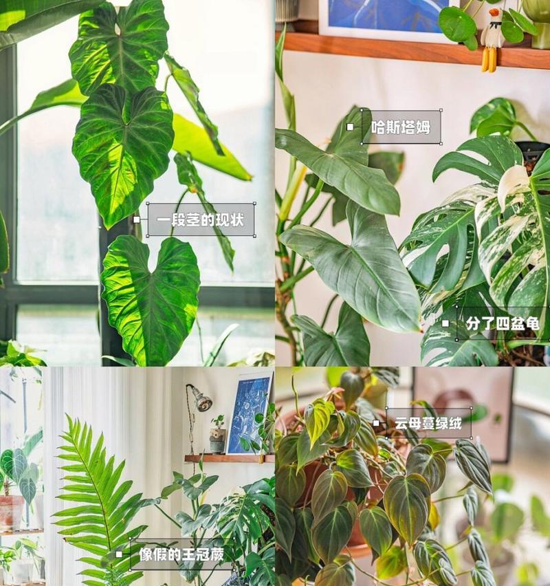 植物店推荐哪些植物适合家里摆放？这些植物有何好处？
