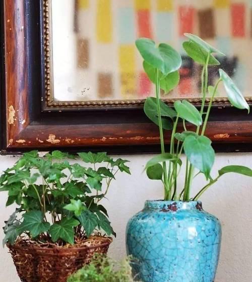 植物店推荐哪些植物适合家里摆放？这些植物有何好处？