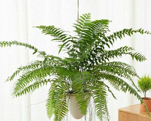 观赏植物的分类有哪些？如何挑选适合的观赏植物？