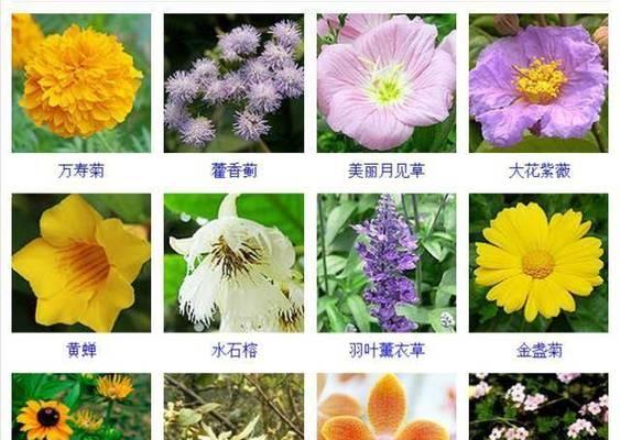 观赏植物的分类有哪些？如何挑选适合的观赏植物？