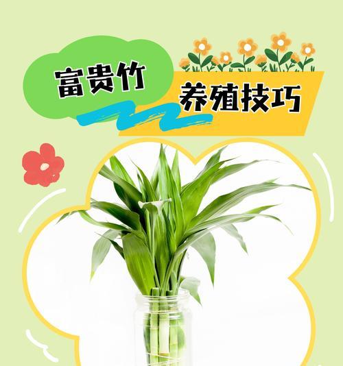观赏植物的分类有哪些？如何挑选适合的观赏植物？