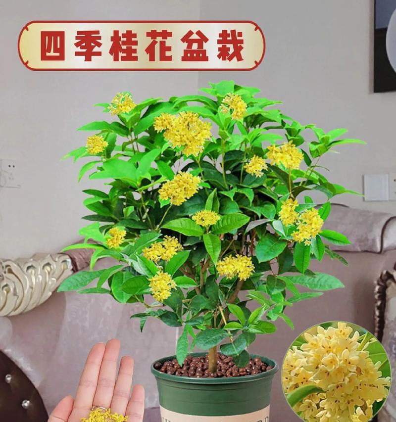 三月份适合送什么盆栽作为礼物？