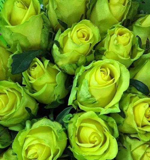 白绿色玫瑰花代表什么？送白绿色玫瑰花有何特殊含义？