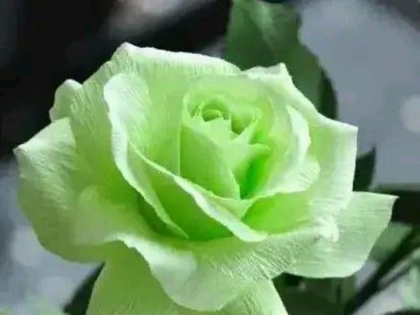 白绿色玫瑰花代表什么？送白绿色玫瑰花有何特殊含义？