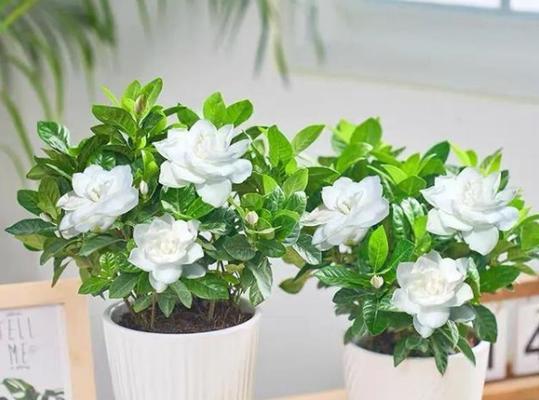 植物浇水应该使用什么类型的水？不同水质的影响是什么？