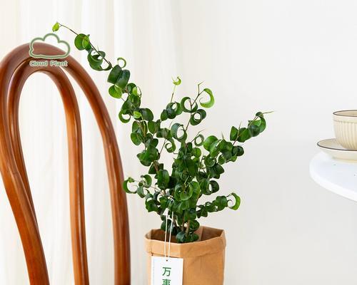阳宅前忌讳哪些绿植和花卉？如何选择合适的植物？