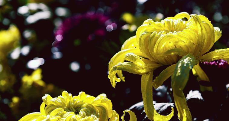 宜昌龙泉花卉叫什么？龙泉花卉的种类和特点是什么？