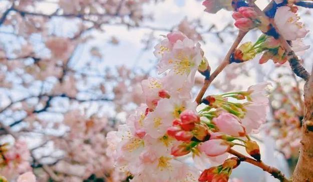 宜昌龙泉花卉叫什么？龙泉花卉的种类和特点是什么？