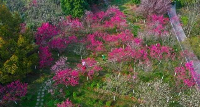宜昌龙泉花卉叫什么？龙泉花卉的种类和特点是什么？