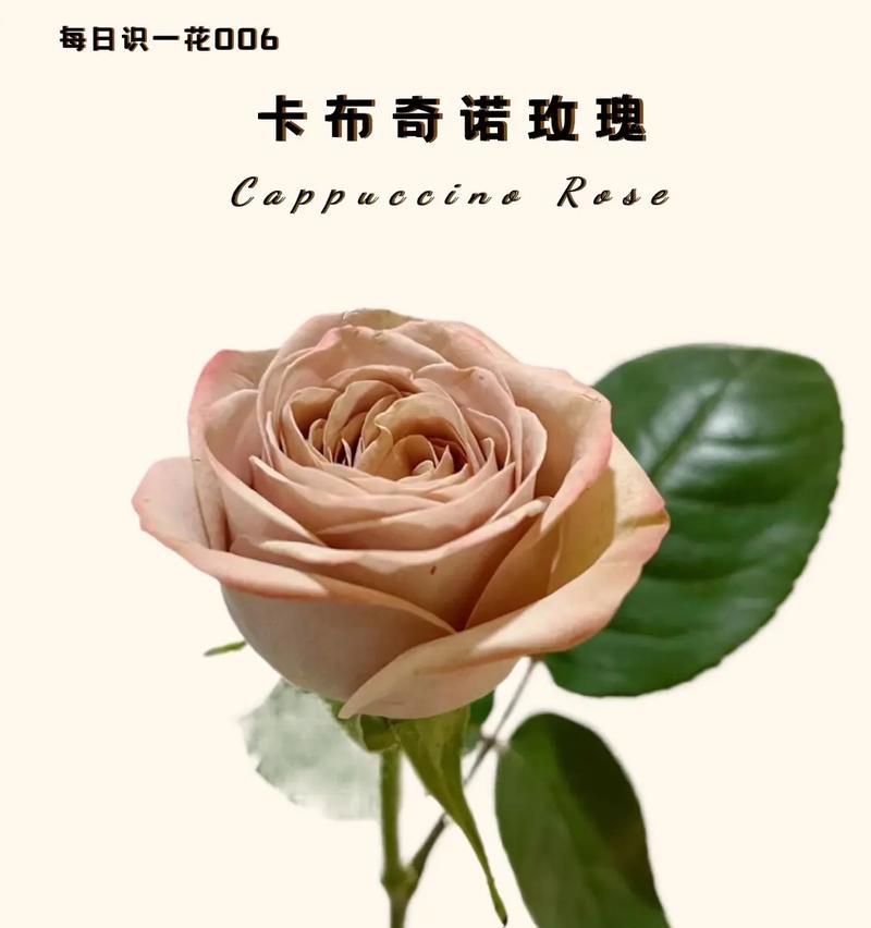 玫瑰的花语通常用来表达什么情感？它在不同场合中的意义有何不同？