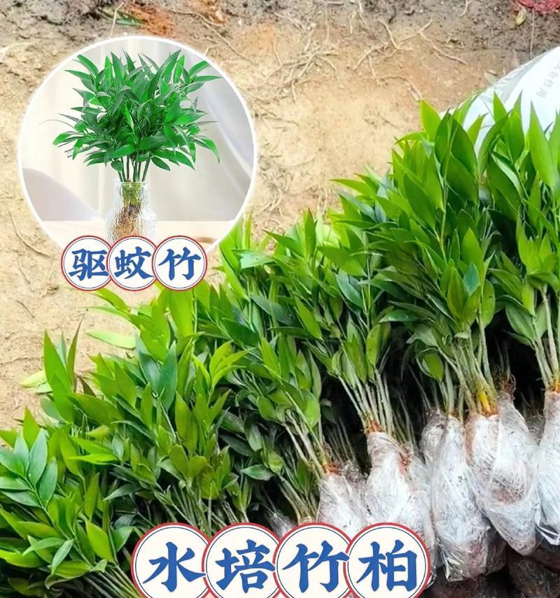 哪些植物可以有效防蚊？它们的驱蚊原理是什么？