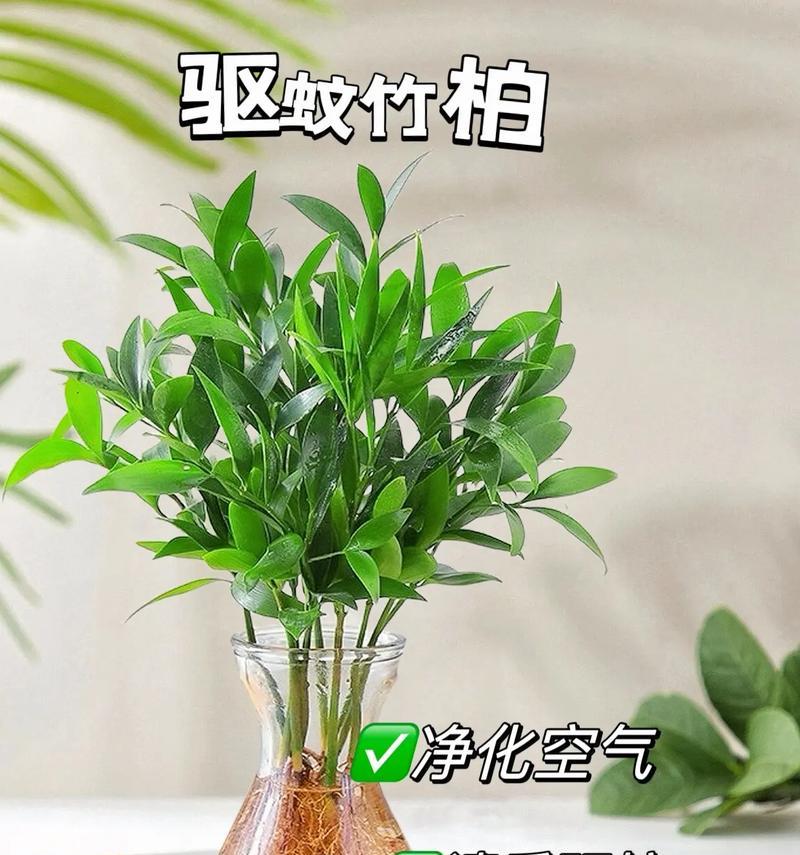 哪些植物可以有效防蚊？它们的驱蚊原理是什么？