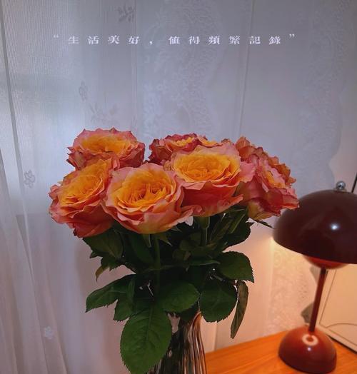 火焰玫瑰花的特殊花语是什么？