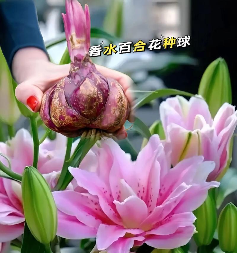 大百合的价值和意义是什么？
