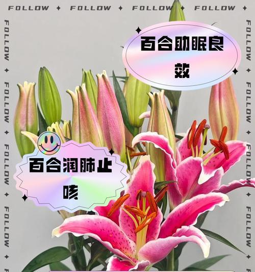 大百合的价值和意义是什么？