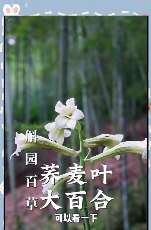 大百合的价值和意义是什么？