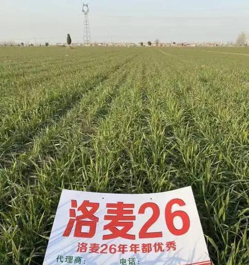 哪些花卉不适合使用碳铵肥料？使用碳铵肥料的禁忌是什么？