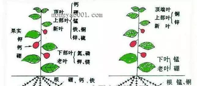 哪些花卉不适合使用碳铵肥料？使用碳铵肥料的禁忌是什么？